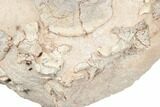 Fossil Oreodont Skull With Associated Bones #192542-3